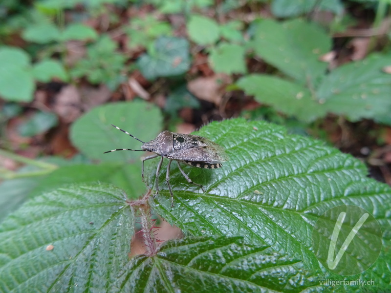 Graue Gartenwanze: Übersicht